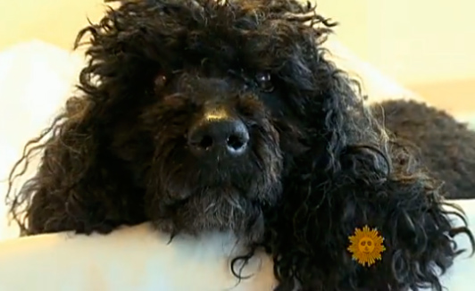 CBS Sunday Morning – Pet custody battles heat up
