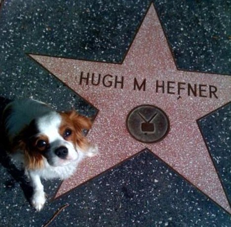 Celebrity Tug of War in Pet Conflicts