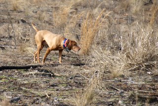 Wounded Warriors and Man&rsquo;s Best Friend