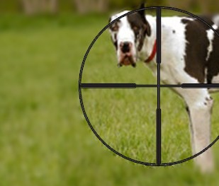 They Shoot Dogs Don&rsquo;t They  (Two)?