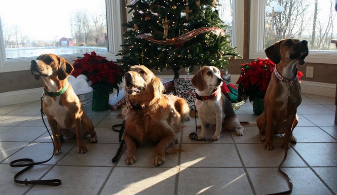 Holiday-time with your pets