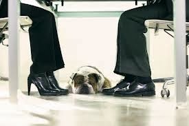 Peacemaking in the Dog Wars