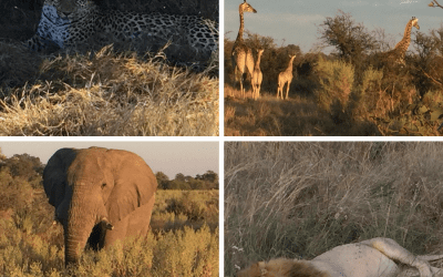 Africa, Upcoming ADR Events and GDPR Update