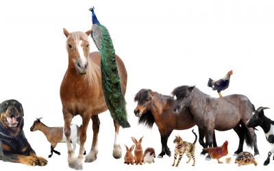 Mediation Practice Helps Resolve Conflicts Between People Over Animals