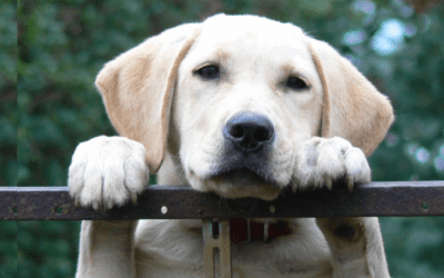 Divorce and Pet Custody: What Every Judge, Attorney and Pet Owner Needs to Know